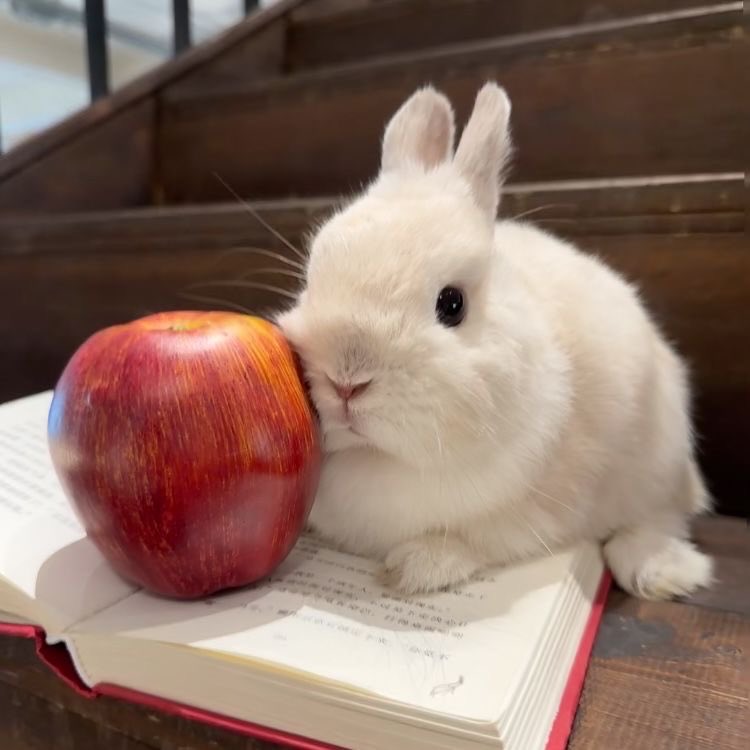 Bunnies tweet media