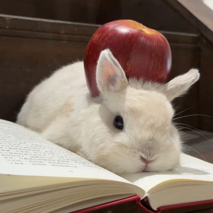 Bunnies tweet media