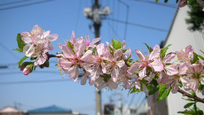 honky_tonk's tweet photo. この世３D鏡に投影され【外化】した、神としての自分に憧れる。引き込まれる。

お陰で‥回り回って目覚める。
美と歓びに他ならぬ我に。

眠った神は遊んでいます。
自ら創造したこの世テーマパークで。何百回かの転生の間。

さて今日は、何に憧れ引き込まれるでしょうか？
#externalization #外化 https://t.co/S2gdU88H6X
