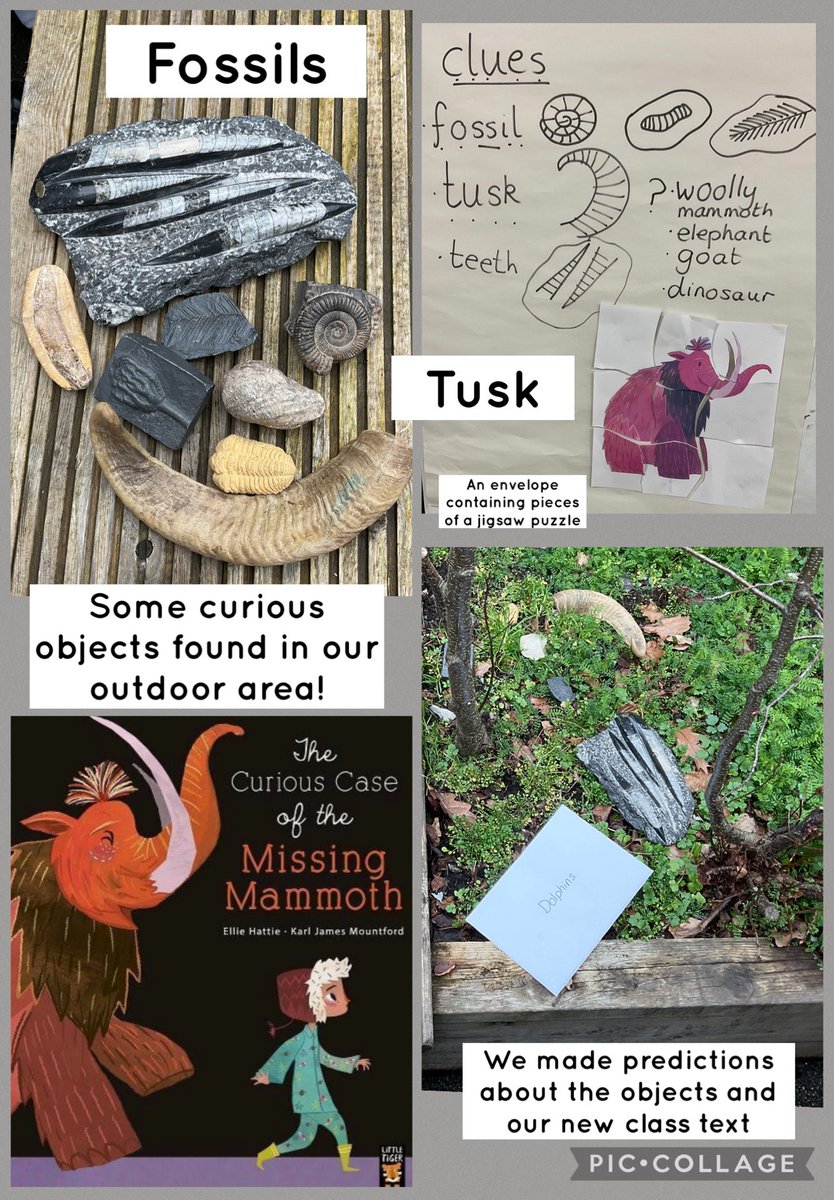 FPS_1_Dolphins tweet media