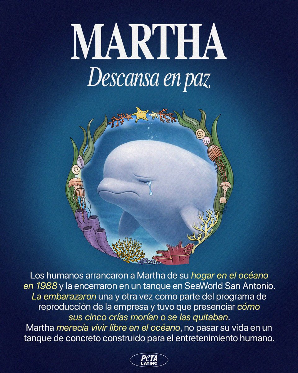 La muerte de Martha es una pérdida devastadora y el resultado de un sistema que confina a las ballenas con fines de lucro. SeaWorld dejó de criar a las orcas en 2016; sin embargo, sigue criando a otros delfines y ballenas. Esta explotación debe terminar. Exige a SeaWorld que los