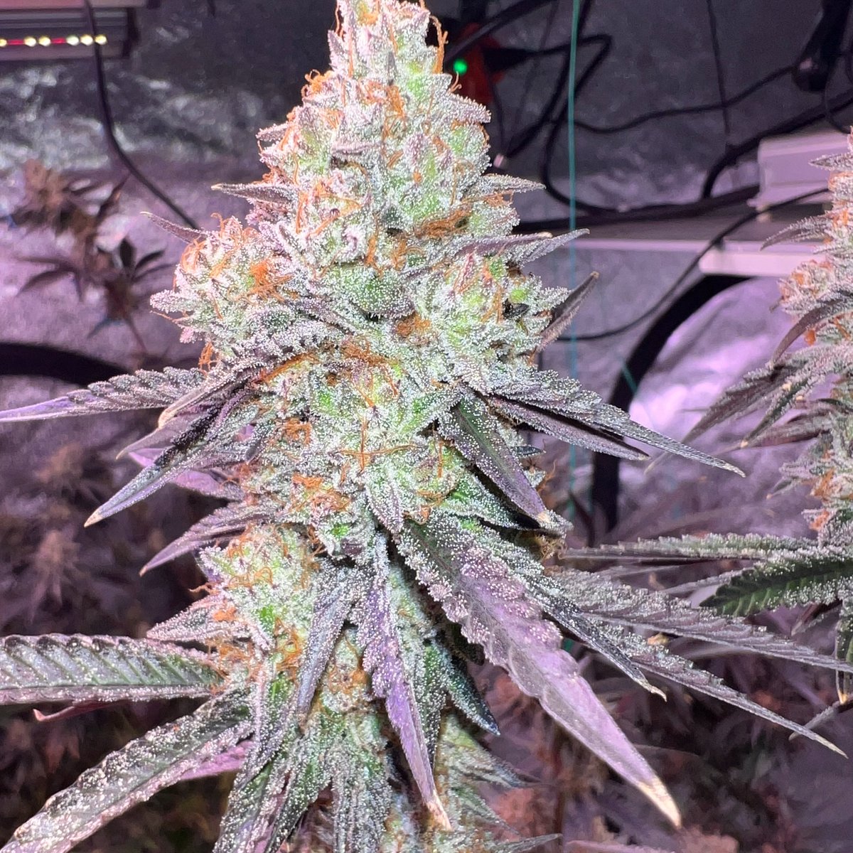 Lotus Nutrients tweet media