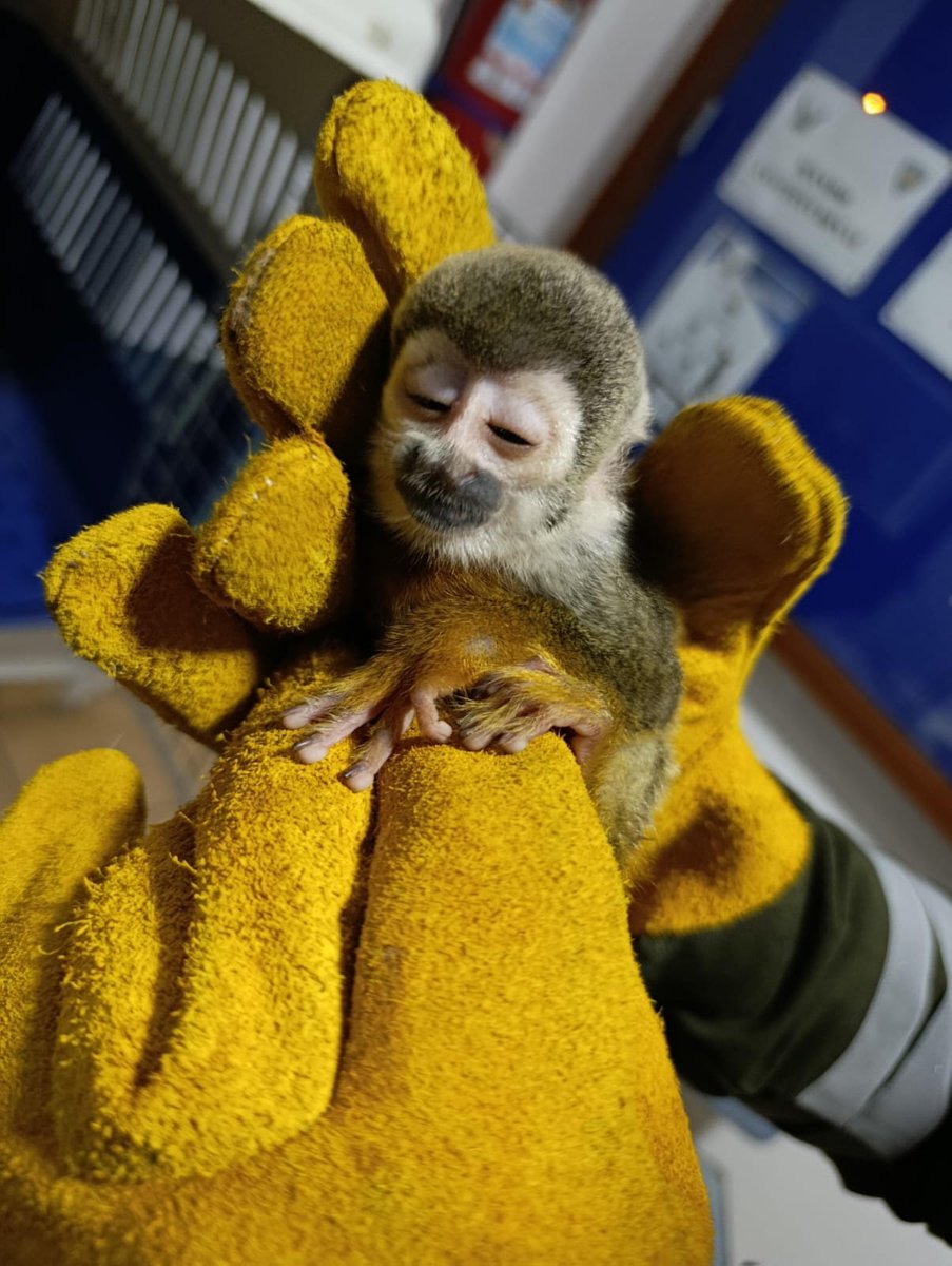 🛑 Operativos de control contra el tráfico de vida silvestre en Pichincha y Napo

Como parte de las acciones de control y vigilancia, personal de <a href="/EcuadorMAE/">Ministerio de Ambiente y Energía</a> junto a <a href="/PoliciaEcuador/">Policía Ecuador</a> realizaron la retención de tres animales silvestres extraídos ilegalmente de su hábitat:

📌 1