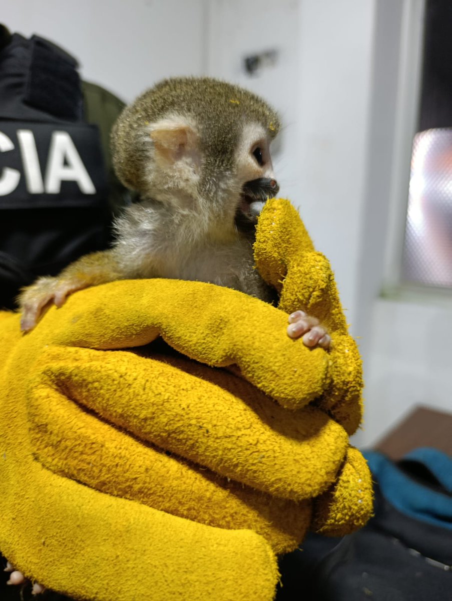 Actualmente, los animales se encuentran bajo cuidado médico especializado, para su recuperación.

El Ministerio del Ambiente inició los procesos correspondientes conforme a la normativa ambiental vigente y el Código Orgánico Integral Penal.

🚨 Recuerda:
La tenencia, movilización