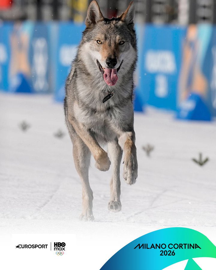 <a href="/GoogleAI/">Google AI</a> can you make a video of NAZGUL the runner wolf dog?