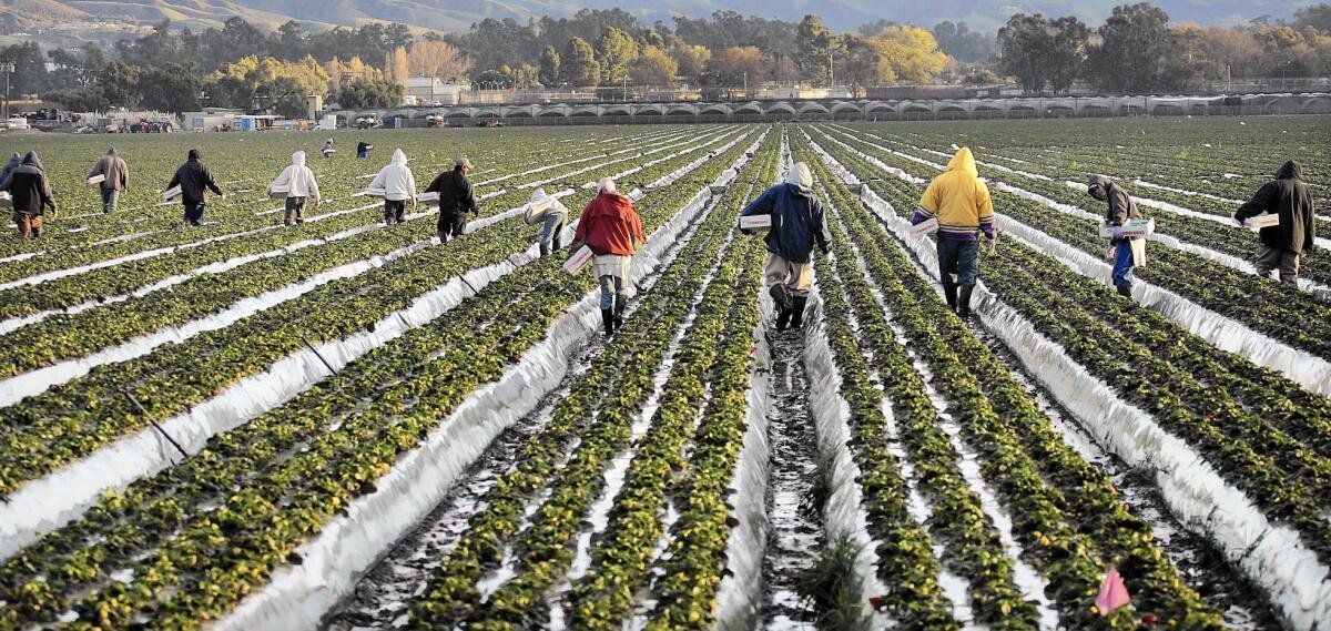 California grows 90% of American strawberries.

To do it, they fumigate the soil with chloropicrin before every single planting. Not occasionally. Every planting cycle, every year, in 99% of California strawberry fields.

Chloropicrin is a soil sterilant. You inject it into the