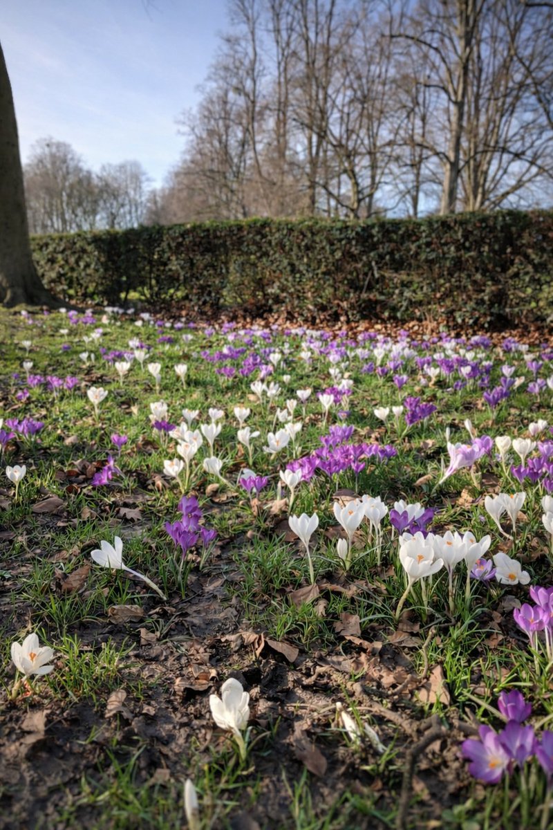 JustTweetGeorge's tweet photo. Found a little friend and some fresh blooms at the Park today! 🐿️🌷 Just a few photos I snapped while enjoying the fresh air. Spring is officially on the way. ✨
​#SpringVibes #Park #NaturePhotography #SquirrelsOfInstagram #February https://t.co/pFDvpktYO8