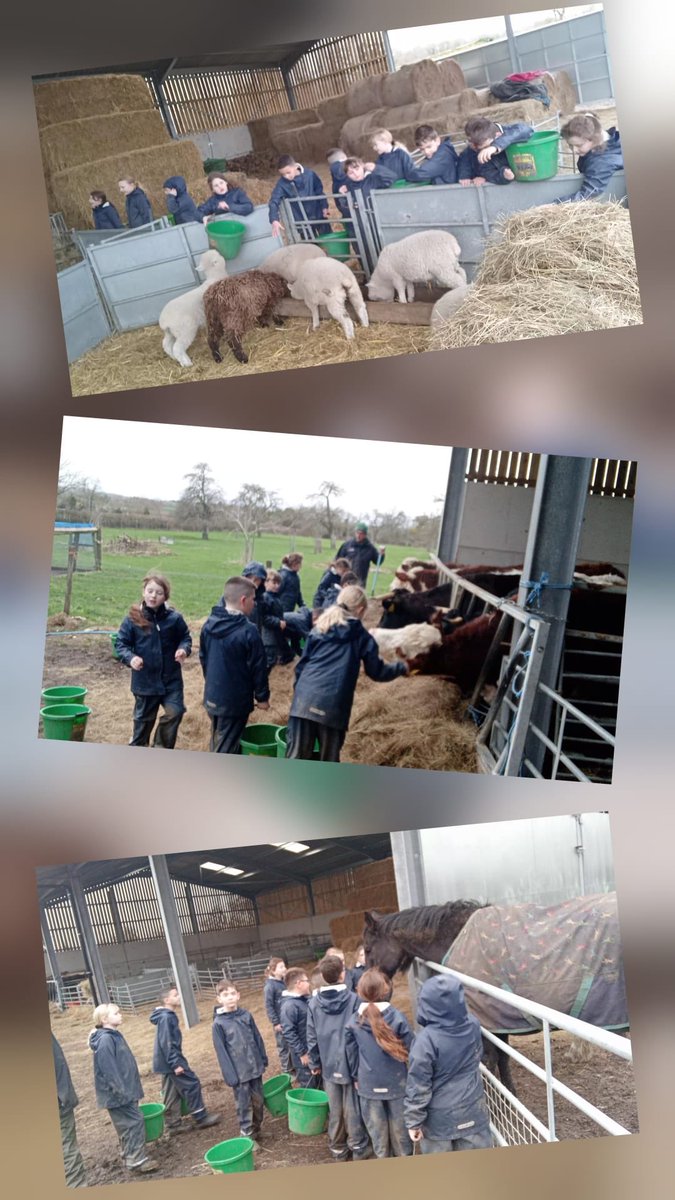 BHallTrips's tweet photo. Group 1- feeding the lambs https://t.co/FAmFhv4Rzx