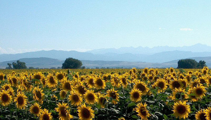 Larimer County tweet media