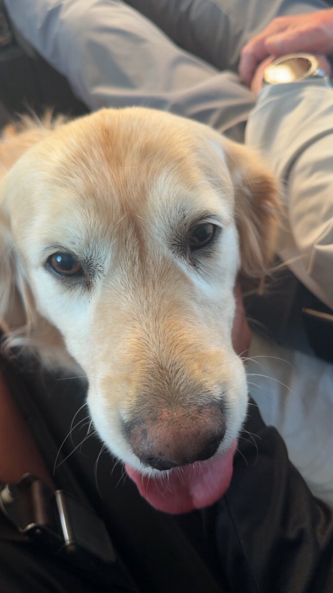 JLopezMadson's tweet photo. Paisley Vokoun @UCFProduction 
#poochpics https://t.co/acptlqBvul