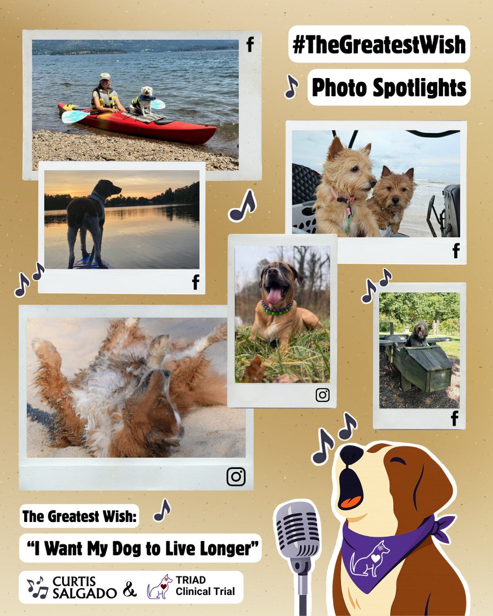 Dog Aging Project tweet media