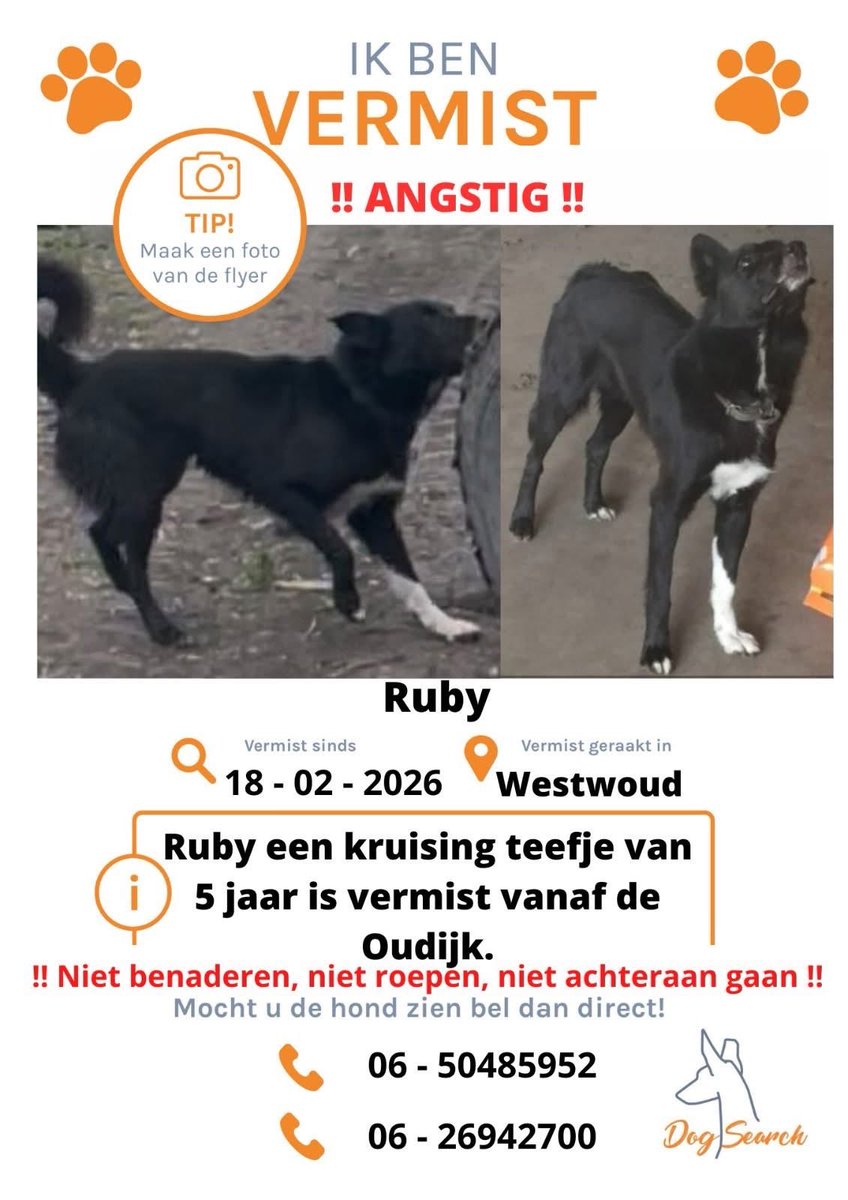 Dogsearch Nederland tweet media