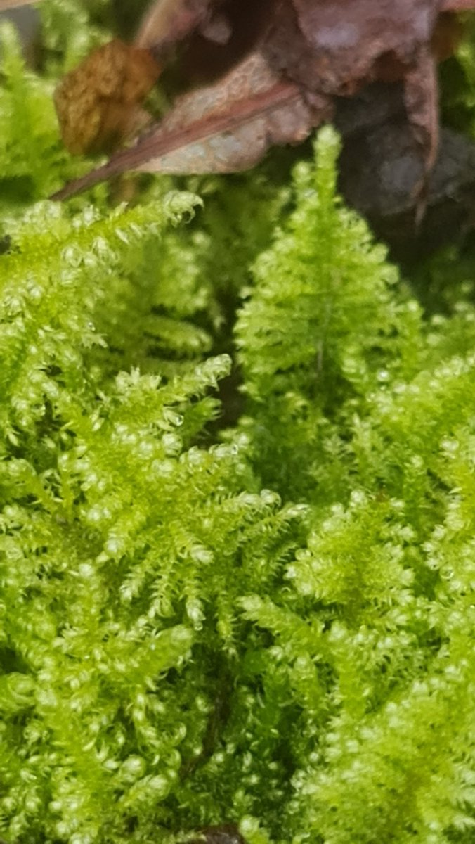 winterpitv's tweet photo. @8ntmuch Mossy #microforest https://t.co/bpiuMF4uaF