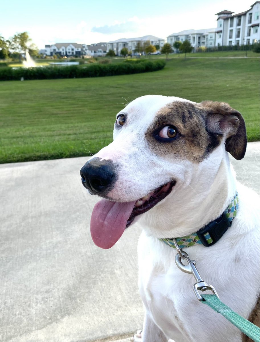 SamanthaKronos🇻🇳 tweet media