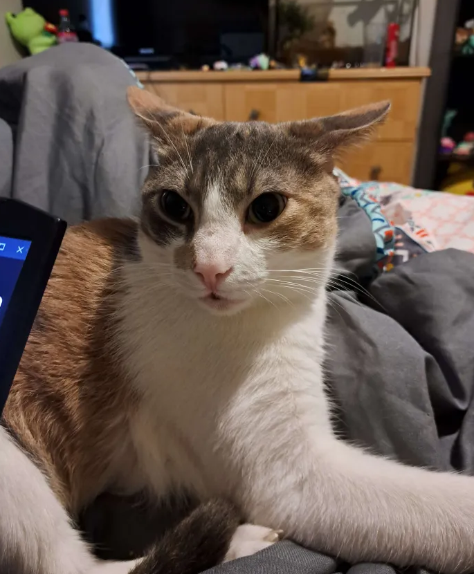 can we all start drawing our cats as jetpack cat. here's mine her name is velcro
