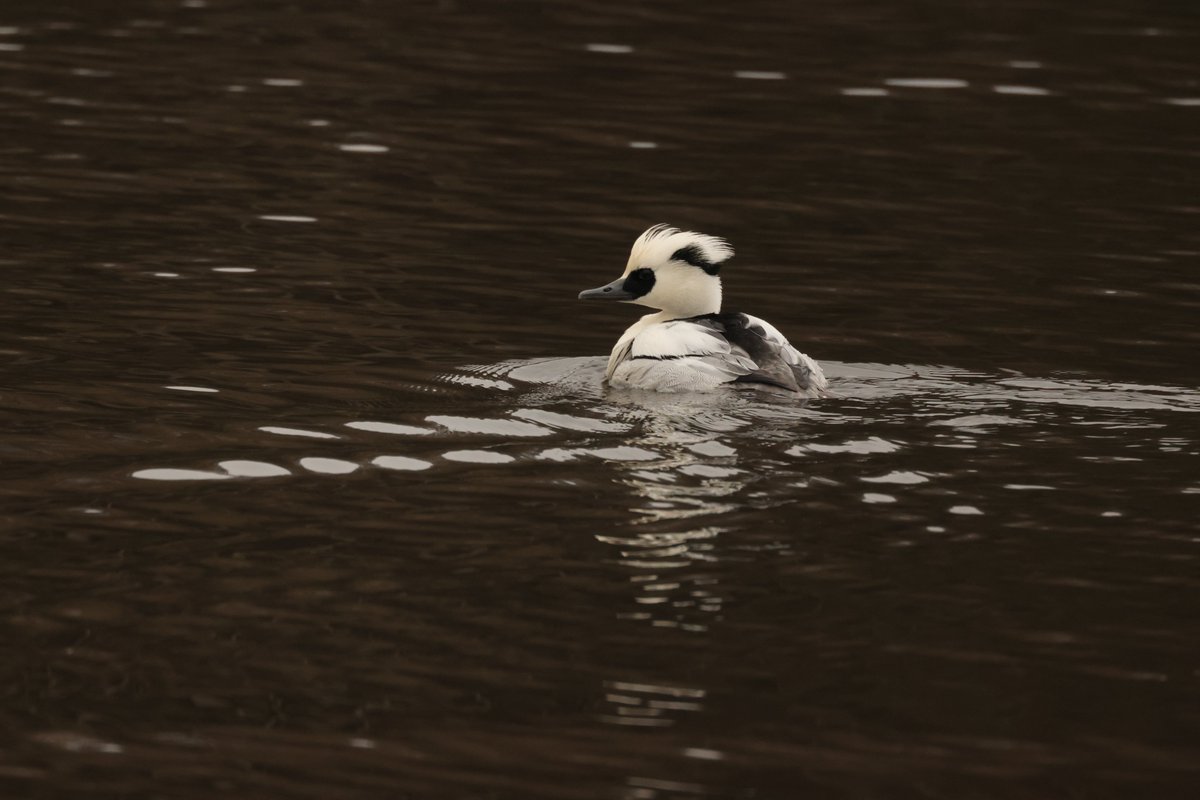 V_R_BirdSpot's tweet photo. Long time since last post. FEB 2026 Tundra Bean Goose Ripon City wetlands. Smew Studley Park. Golden Plover Dallow Gill Moor. Ring- Necked Duck Gouthwaite Reservoir. @Joebirding @HarrogateNats https://t.co/Qf3G4p7MXS