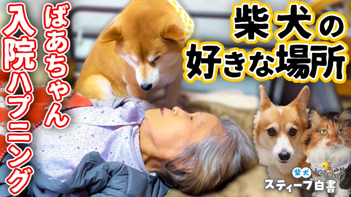 Shi-Ba【シーバ】＋犬びより (@ShiBa2929) / Posts / X