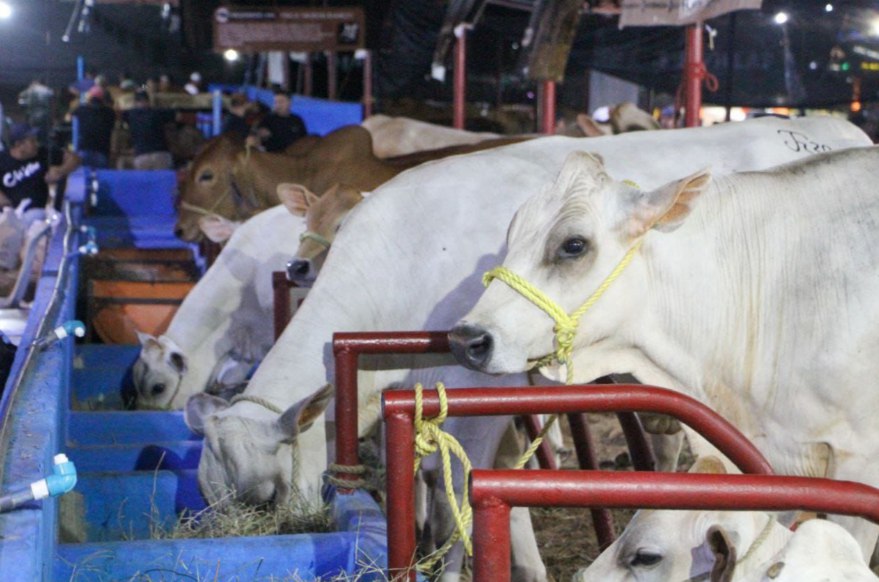 #Regiones || Expoferia agropecuaria en el occidente falconiano atrajo 60 mil visitantes

➡️avn.info.ve/expoferia-agro…