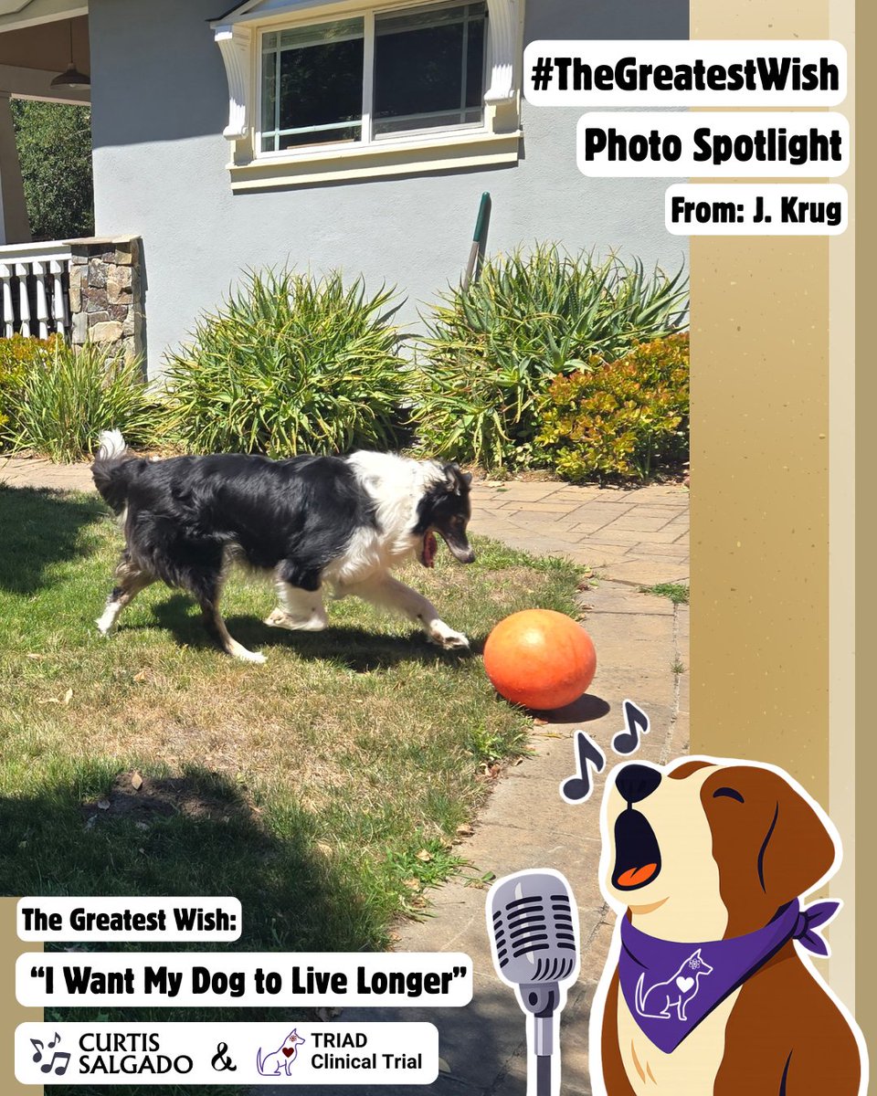 Dog Aging Project tweet media