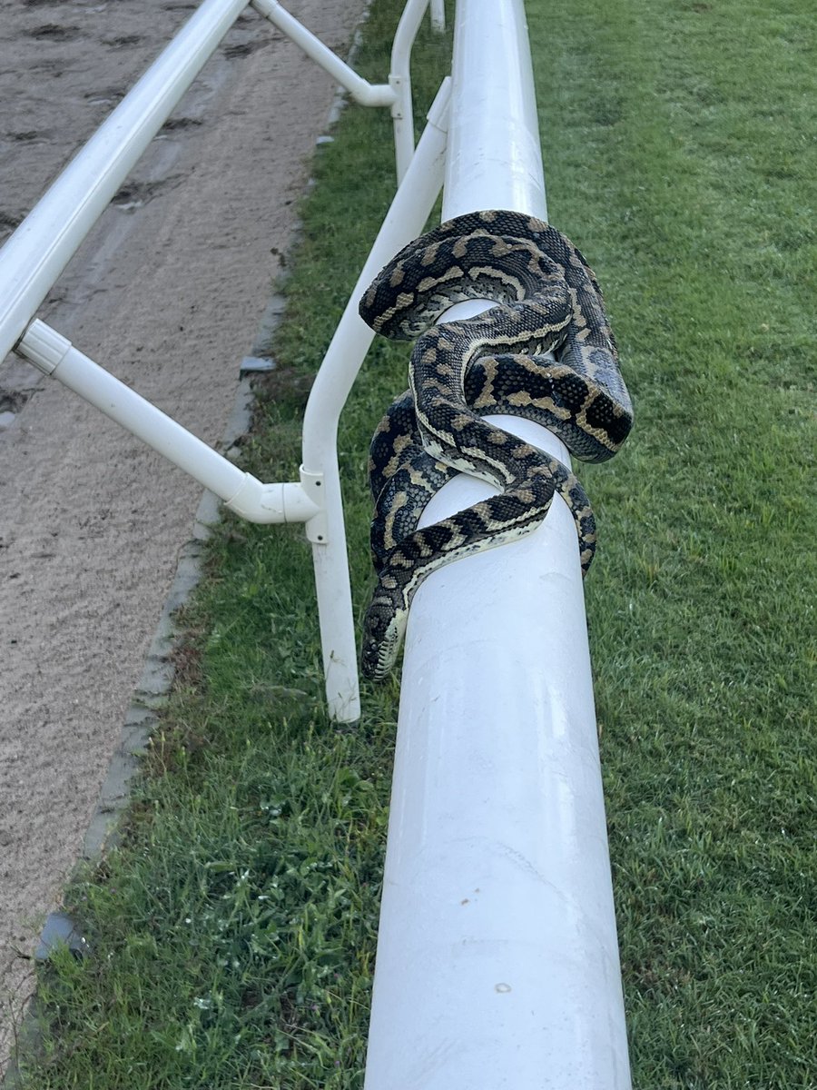 Doombens new track walker. Soft 5 🤣