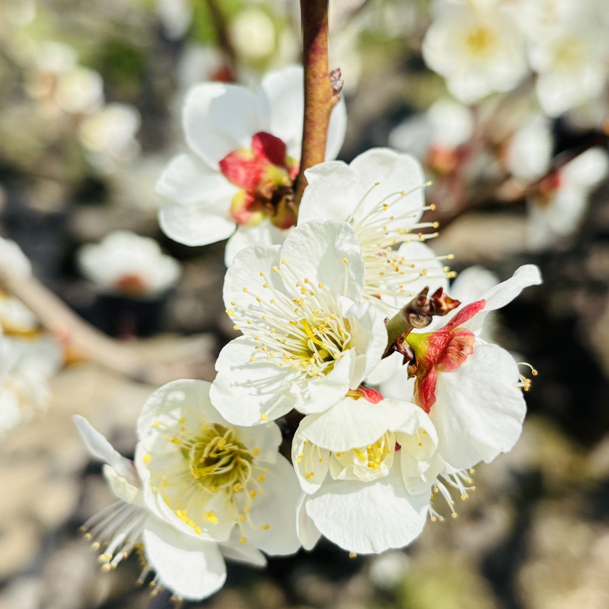 蘭丸1号機 (@shinsakan) / Posts / X