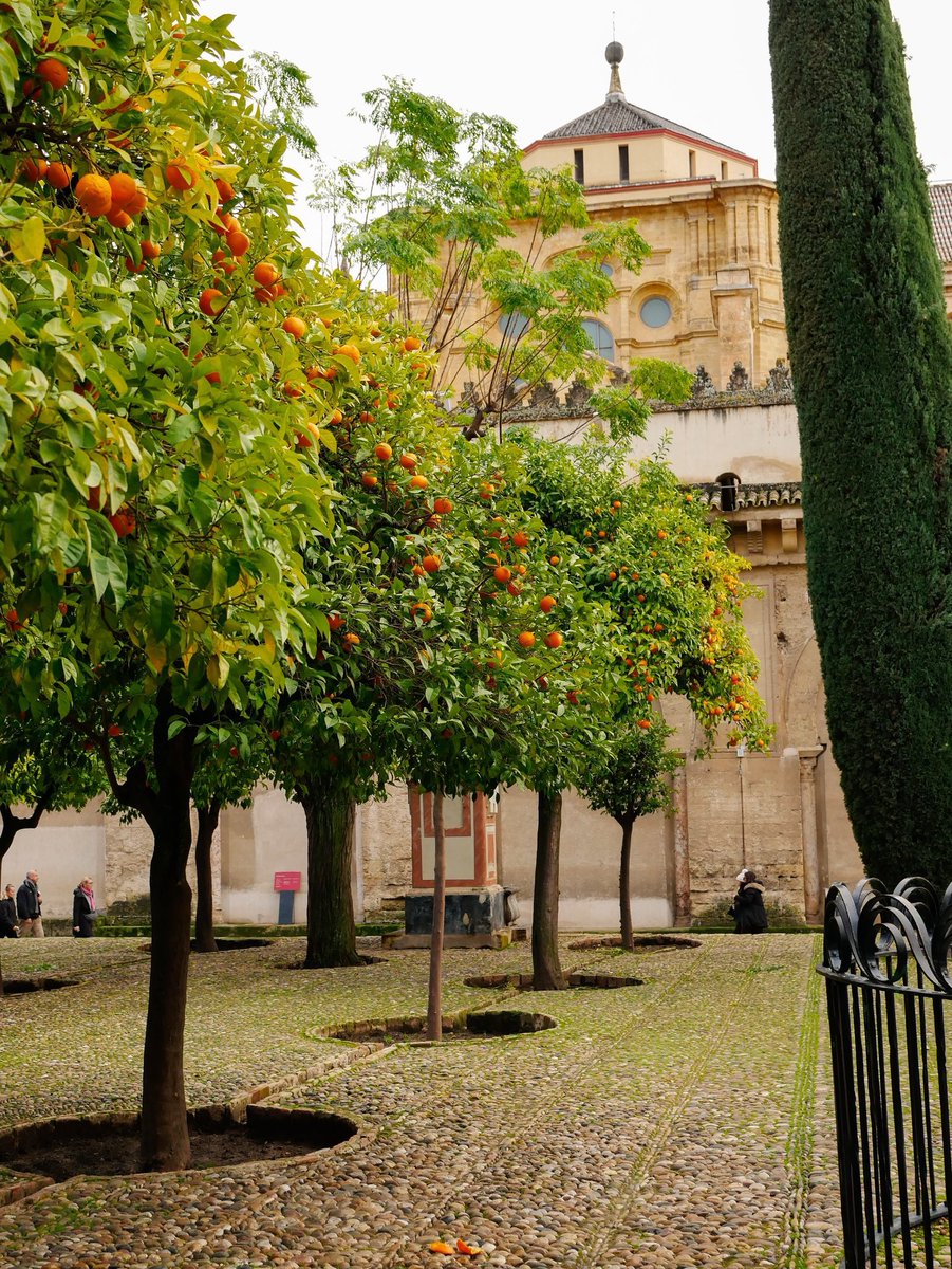 Cordoba Mosque and orange trees.