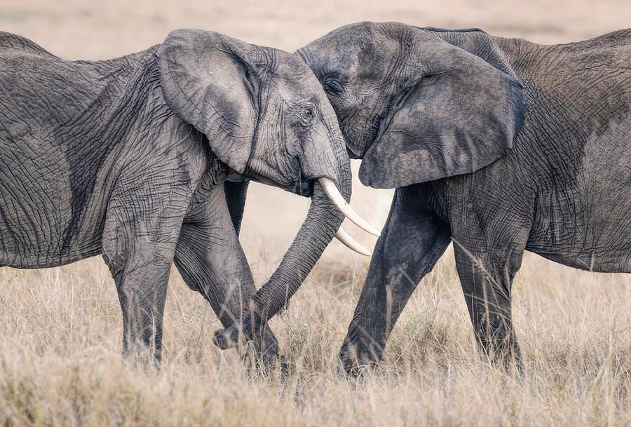 joancarroll's tweet image. Elephants at Play Masai Mara Kenya Artistic! buff.ly/48VGXPl #elephants #masaimara #kenya #artistic #nature #animals #wildlife #wildlifephotography #grasslands #africa  #giftideas  #wallart #artforsale @joancarroll