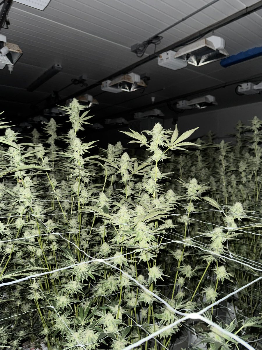 Yellowthumb213's tweet image. This is something I’m excited to bring to the community: #boloruntz x #zoap aka #BOZO #24 the #zobe pheno as a tribute to my personal GOAT. Not gonna hype it up I’ll let me circle be the ones to determine how fire and tasty it is. Day 42 not much left to wait.