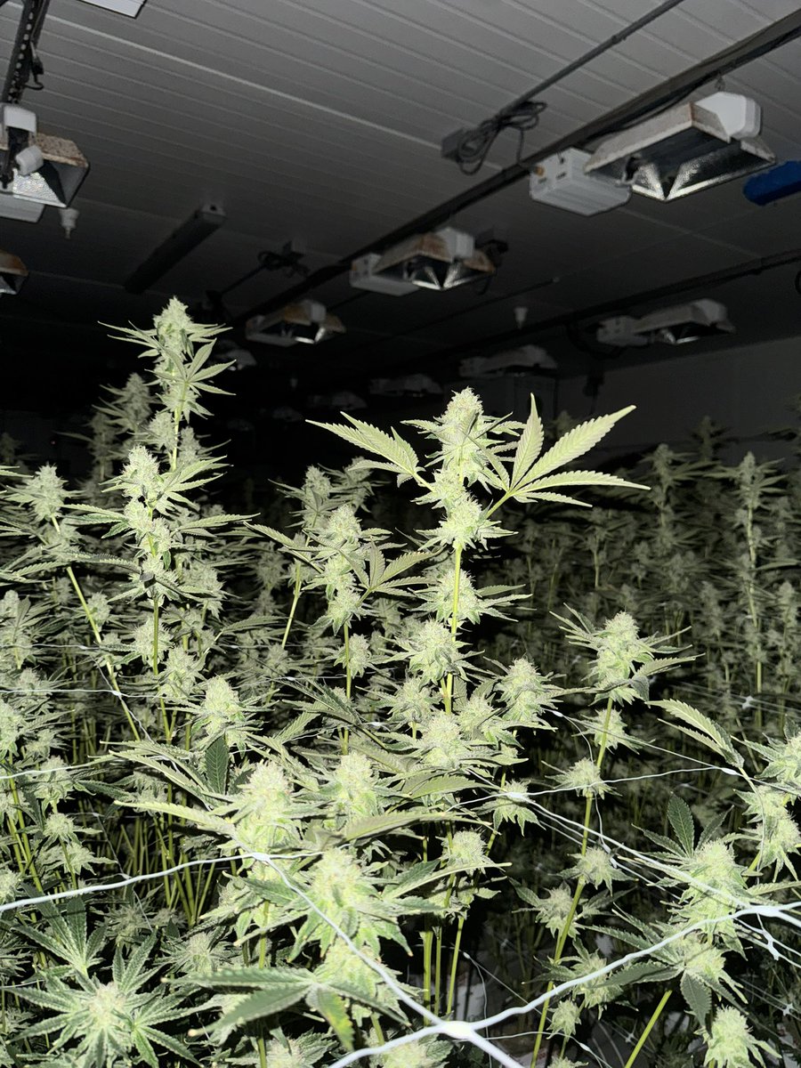 Yellowthumb213's tweet image. This is something I’m excited to bring to the community: #boloruntz x #zoap aka #BOZO #24 the #zobe pheno as a tribute to my personal GOAT. Not gonna hype it up I’ll let me circle be the ones to determine how fire and tasty it is. Day 42 not much left to wait.