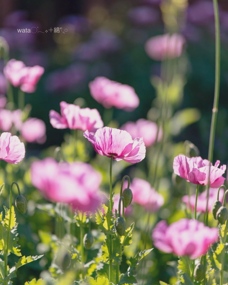 TLを花でいっぱいにしよう ˚˖𓍢ִ໋📫 ⋆⸜ ᵍᵒᵒᵈ ᵐᵒʳᐢⁱᐢᵍ