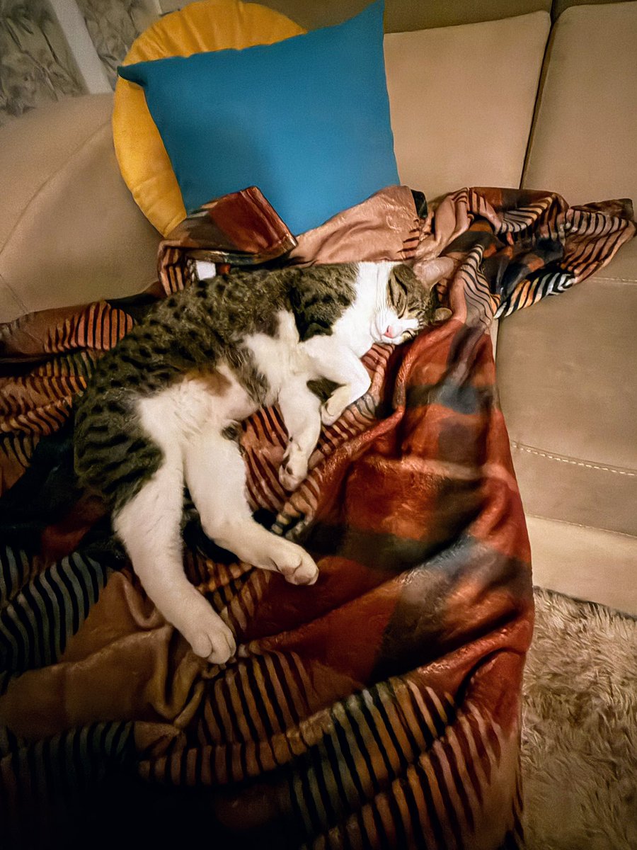 Dice que aquí se queda. Yo digo que tiene cama propia. Veremos quién manda.😒😒😒