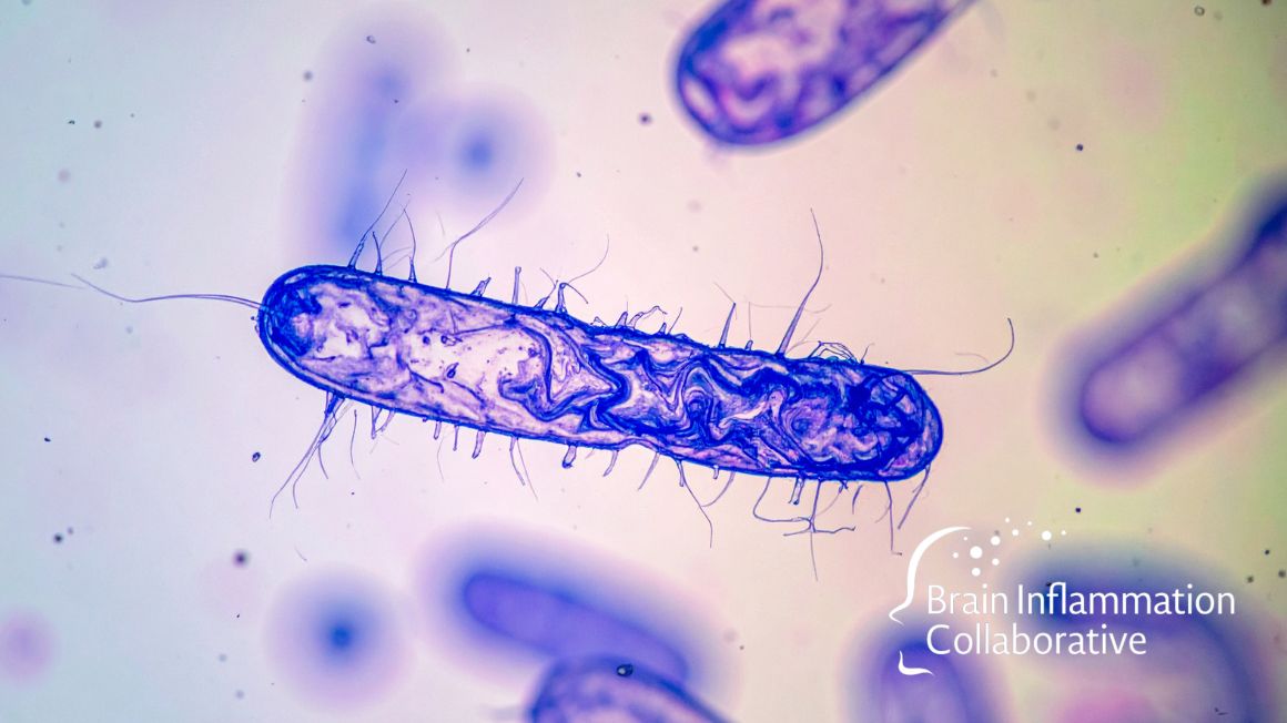 Brain Inflammation Collaborative tweet media