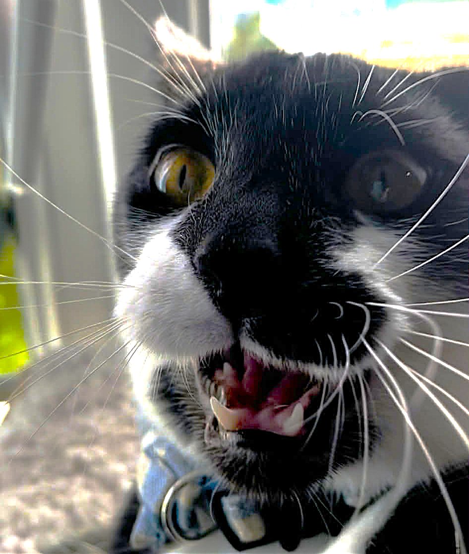 KRhodesVA's tweet image. You recorded HOW MANY TAKES??!!??!?!

#voiceacting #voiceover #va #vo