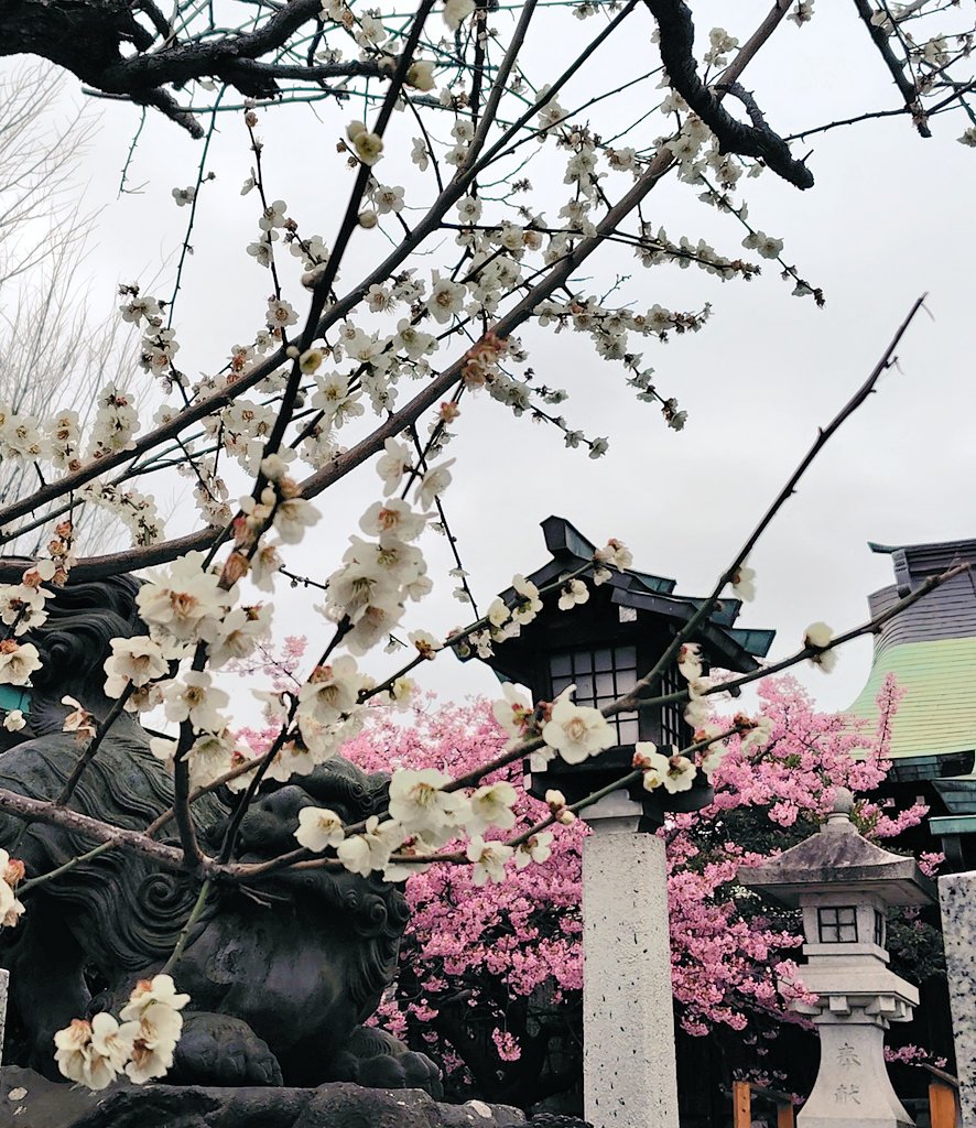おはようございます☺️

昨日はいくつか寺社を巡って最後は下落合氷川神社へ。
拝殿横の河津桜の開花中のみ桜詣の御朱印がいただけます🌸
タイミングよく満開の河津桜を独り占め〜✨️

梅も少し残っていて梅と河津桜が楽しめました😆