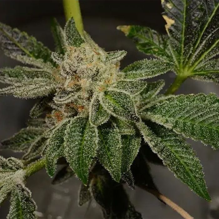 Maui_exotix's tweet photo. Pudding Pop 🍮❄️
Forum Cookies x Dosidos – creamy, frosty buds with that classic cookie-dough sweetness and heavy trichome blanket.
What’s your favorite cookie-strain cross? 👇
#Weed #Cannabis #420community #PuddingPop #THC #growyourown #CannabisGrow #CannabisCultivation https://t.co/KN3CaV0hZM