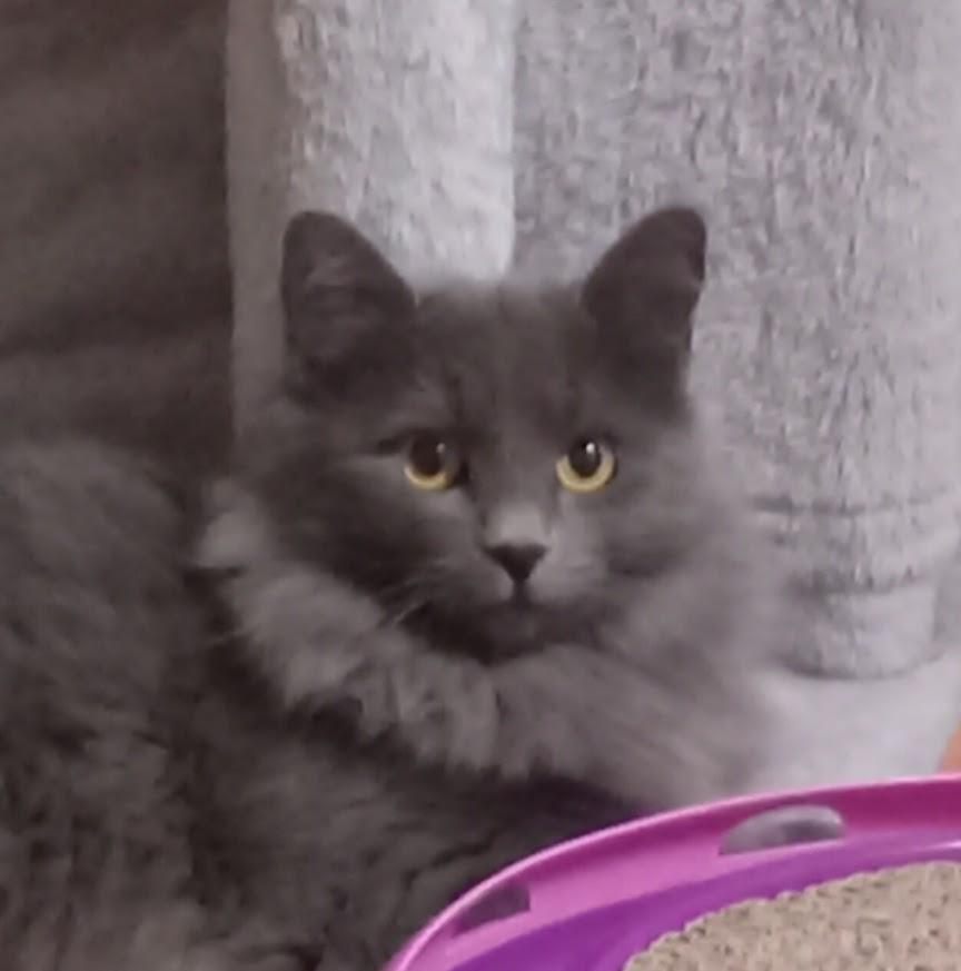 Because of Jim/Wild Serenity Cat Rescue Fund tweet media