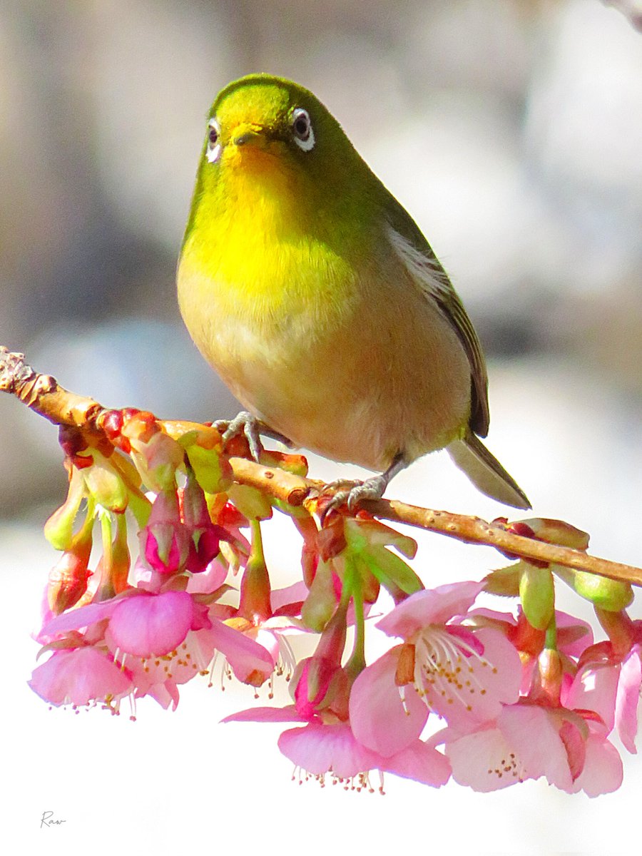 Raw（週１回金曜日投稿） tweet media