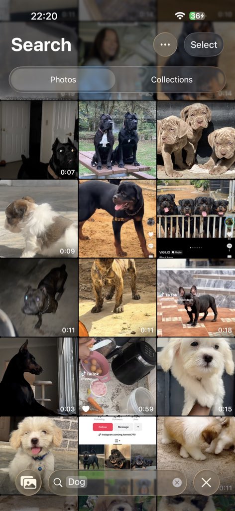 Kismet Dogs tweet media