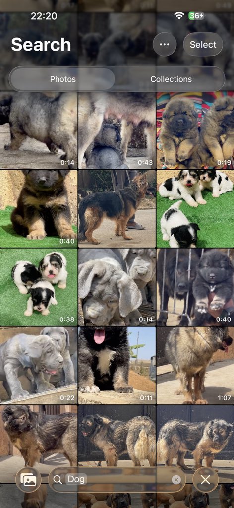 Kismet Dogs tweet media