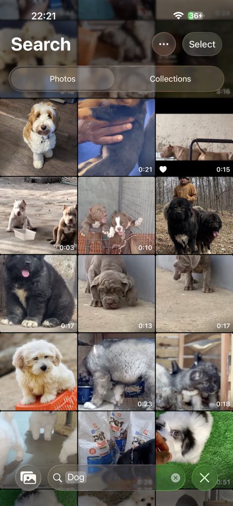 Kismet Dogs tweet media