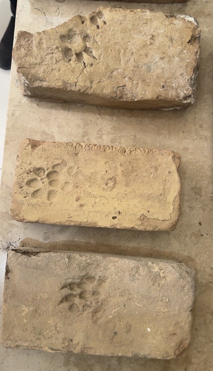 5000 years ago, in Mohenjodaro Sindh, an animal stepped across wet bricks and left its paws pressed into time. Perhaps it was slipping, struggling to hold balance , unaware that this smallest struggle can become eternal.