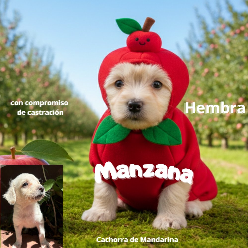 adoptaMpy tweet media