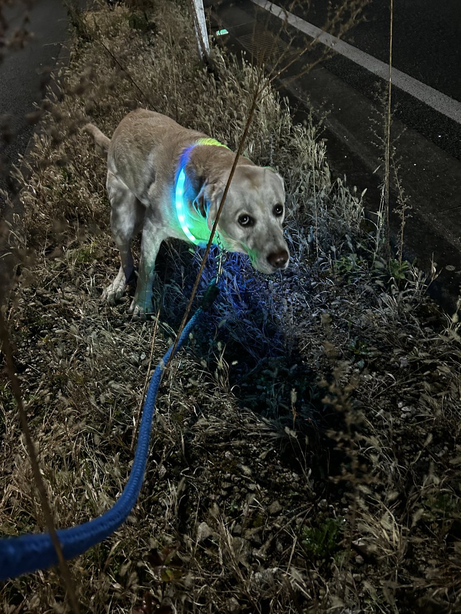 mayukebomb's tweet photo. 2月27日金曜日の大安　今日はポケモン30周年だそうで私が社会に出てすぐだったのか〜あっという間に時は過ぎる😌
ドスコイ🐶 https://t.co/4J6tyi4ftL
