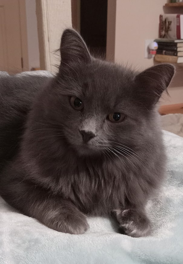 Because of Jim/Wild Serenity Cat Rescue Fund tweet media