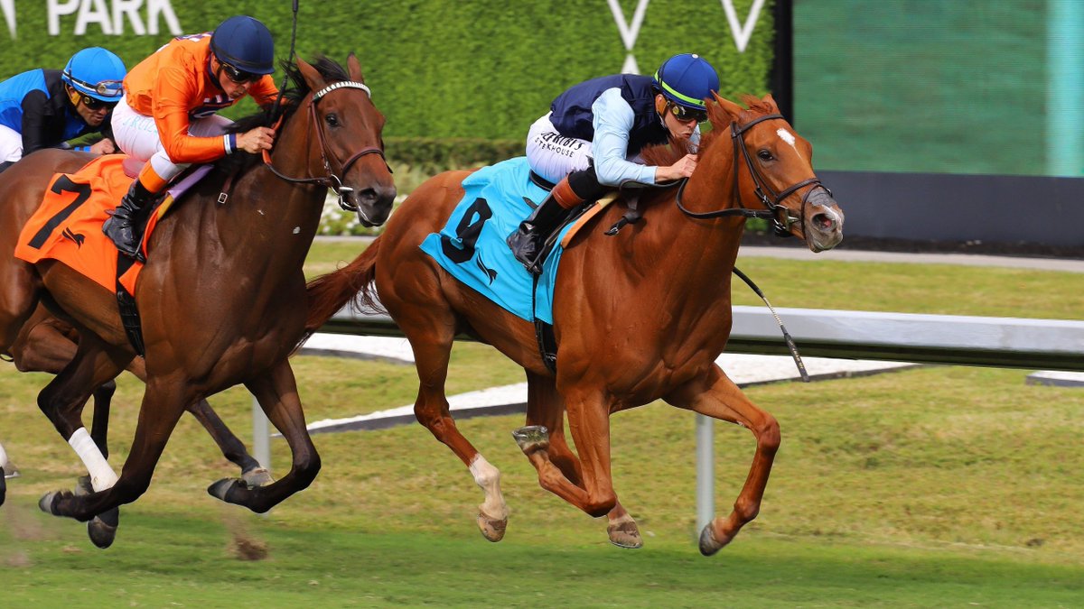 VideoHipico tweet media