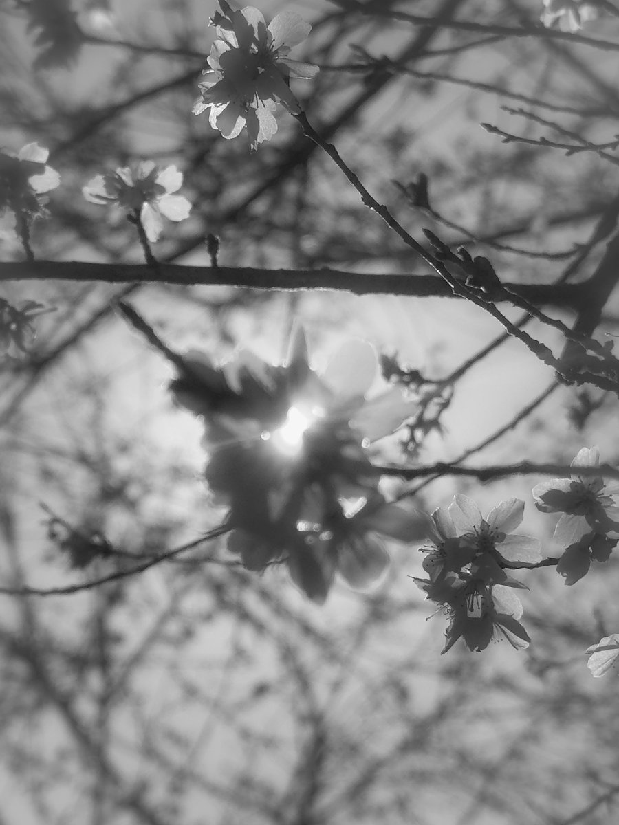 Spring in Black Memory
iPhone pic