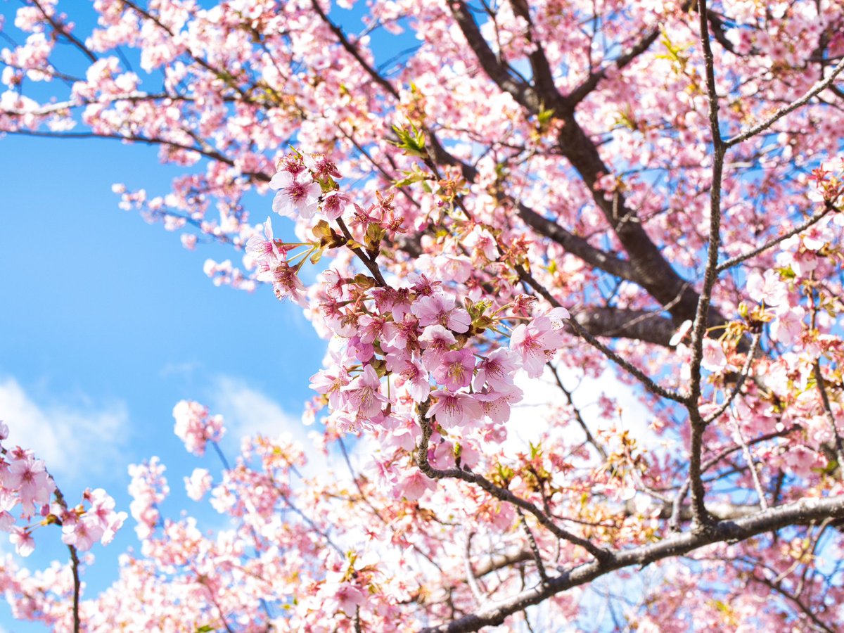 GoTToN67781334's tweet photo. 塔ノ岳に登ってきました。
大倉の河津桜が見頃
山頂はガスガス。 https://t.co/depkI4zjPl