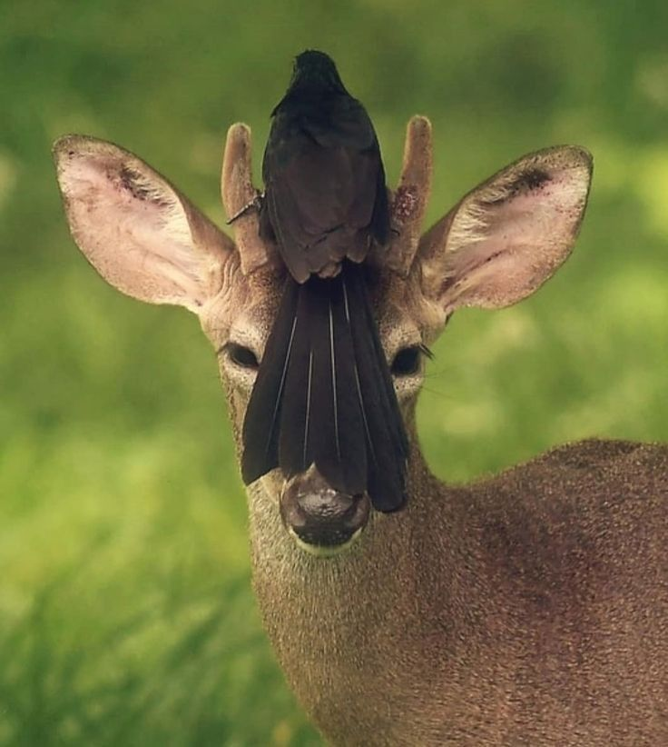 John fawn tweet media
