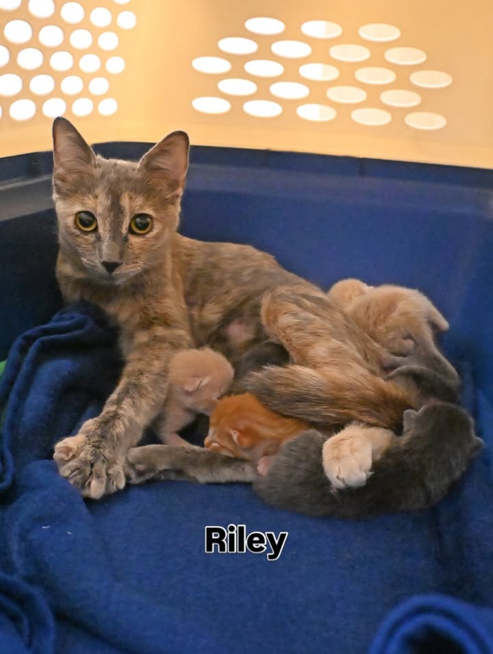 Helen Woodward Animal Center tweet media