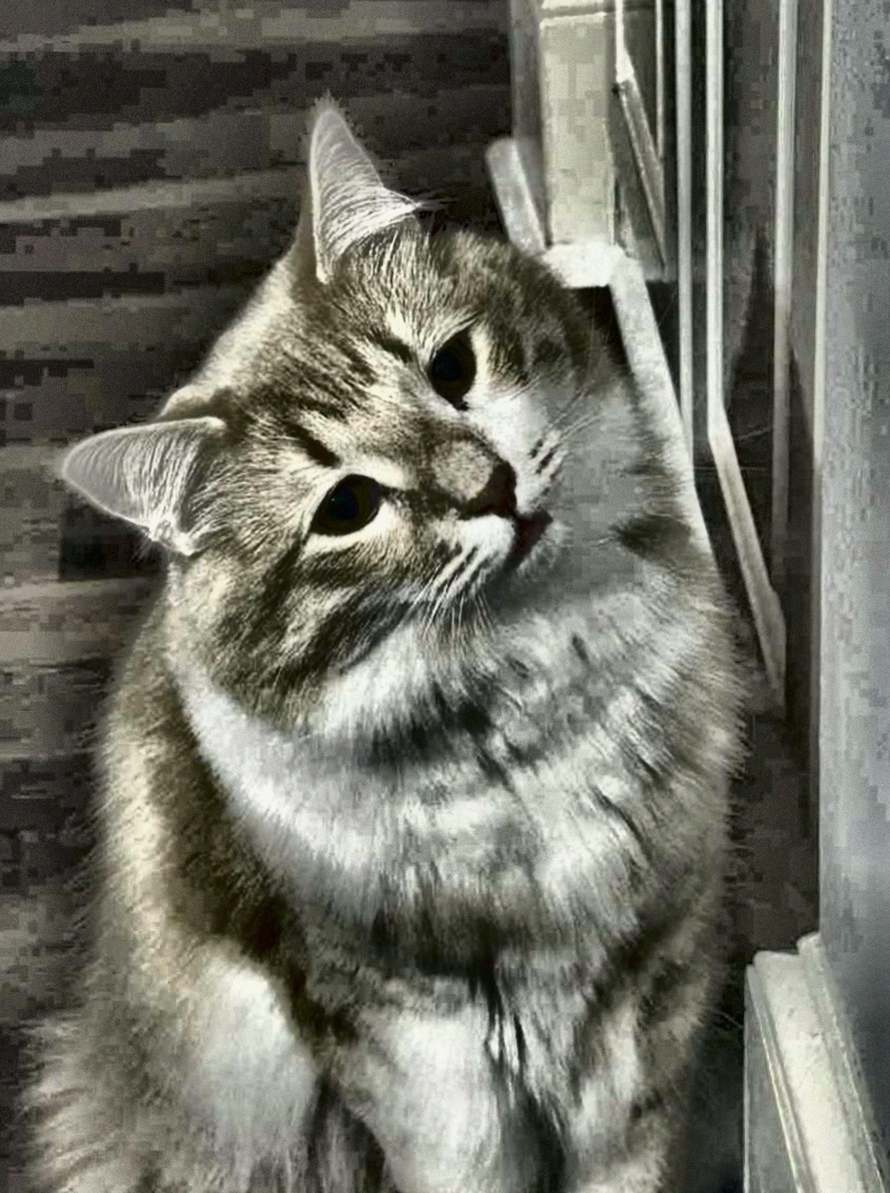 Just watched an intense game—it's incredible to see the Kings rally together and show their strength on the ice! Can't wait for the next matchup. Let's keep the momentum going! #GoKingsGo